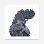 Shop Theo The Black Cockatoo (Square) Art Print a painted bird themed wall art print from The Print Emporium wall artwork collection - Buy Australian made fine art painting style poster and framed prints for the home and your interior decor room, TPE-336-AP