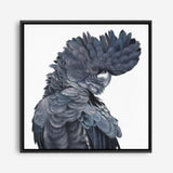 Shop Theo The Black Cockatoo (Square) Canvas Print a painted bird themed framed canvas wall art print from The Print Emporium artwork collection - Buy Australian made fine art painting style stretched canvas prints for the home and your interior decor space, TPE-336-CA-40X40-NF