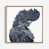 Shop Theo The Black Cockatoo (Square) Canvas Print a painted bird themed framed canvas wall art print from The Print Emporium artwork collection - Buy Australian made fine art painting style stretched canvas prints for the home and your interior decor space, TPE-336-CA-40X40-NF