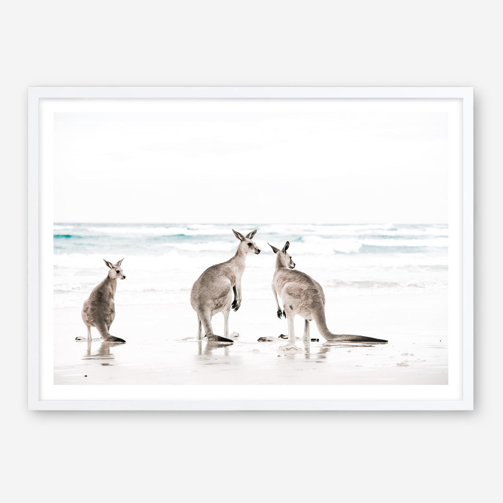 Shop Three Kangaroos Photo Art Print a coastal themed photography wall art print from The Print Emporium wall artwork collection - Buy Australian made fine art poster and framed prints for the home and your interior decor, TPE-907-AP