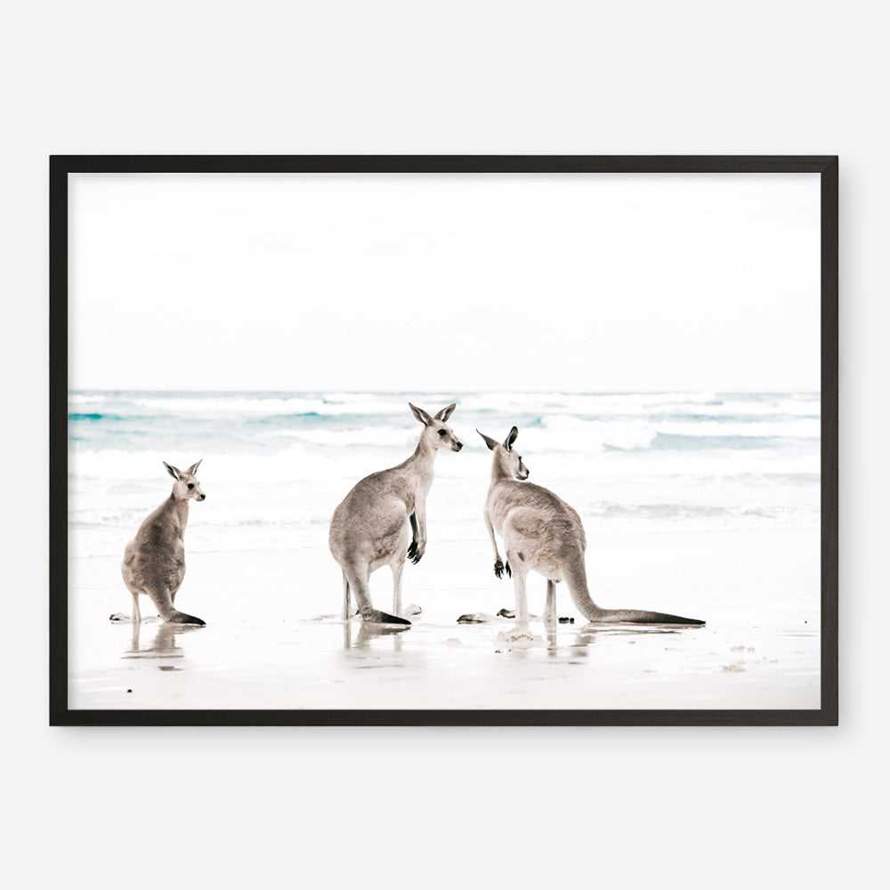 Shop Three Kangaroos Photo Art Print a coastal themed photography wall art print from The Print Emporium wall artwork collection - Buy Australian made fine art poster and framed prints for the home and your interior decor, TPE-907-AP