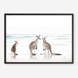 Shop Three Kangaroos Photo Art Print a coastal themed photography wall art print from The Print Emporium wall artwork collection - Buy Australian made fine art poster and framed prints for the home and your interior decor, TPE-907-AP