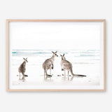 Shop Three Kangaroos Photo Art Print a coastal themed photography wall art print from The Print Emporium wall artwork collection - Buy Australian made fine art poster and framed prints for the home and your interior decor, TPE-907-AP