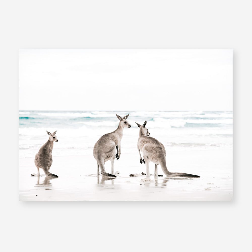 Shop Three Kangaroos Photo Art Print a coastal themed photography wall art print from The Print Emporium wall artwork collection - Buy Australian made fine art poster and framed prints for the home and your interior decor, TPE-907-AP
