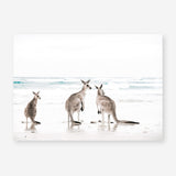 Shop Three Kangaroos Photo Art Print a coastal themed photography wall art print from The Print Emporium wall artwork collection - Buy Australian made fine art poster and framed prints for the home and your interior decor, TPE-907-AP