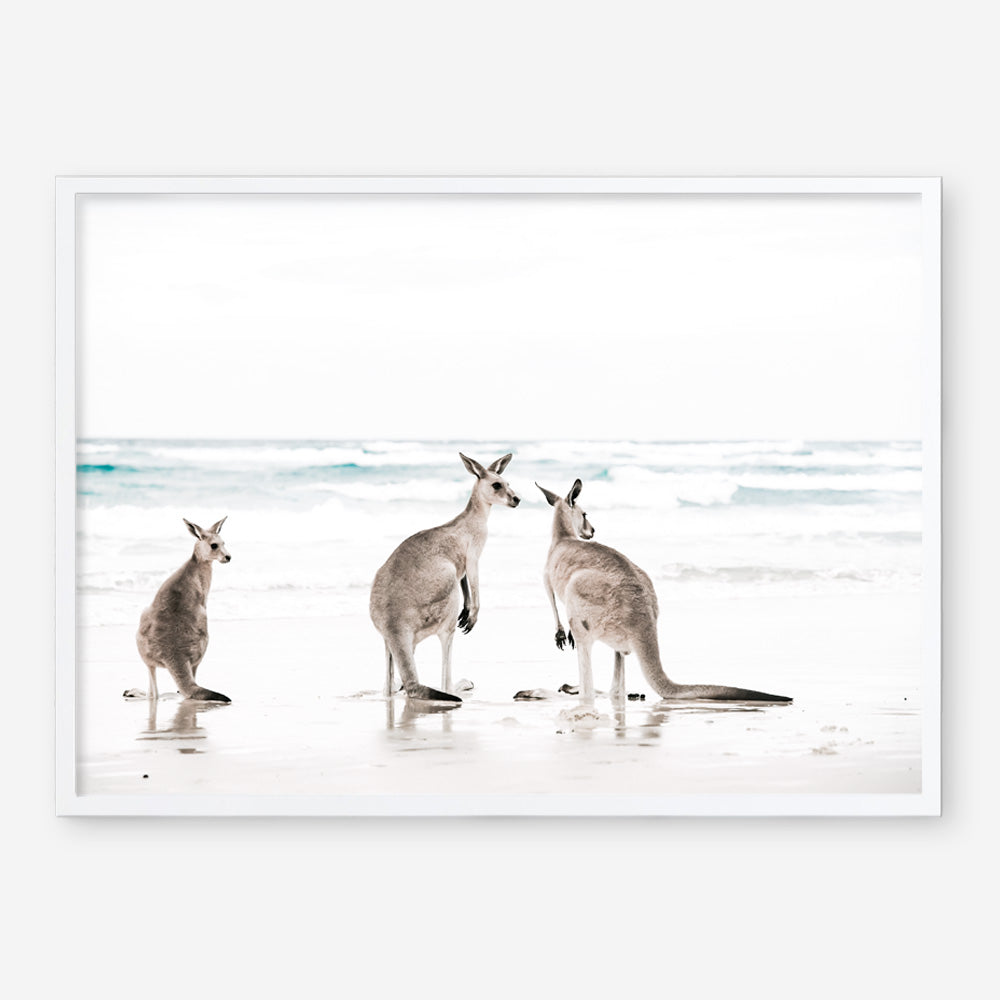 Shop Three Kangaroos Photo Art Print a coastal themed photography wall art print from The Print Emporium wall artwork collection - Buy Australian made fine art poster and framed prints for the home and your interior decor, TPE-907-AP