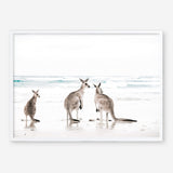 Shop Three Kangaroos Photo Art Print a coastal themed photography wall art print from The Print Emporium wall artwork collection - Buy Australian made fine art poster and framed prints for the home and your interior decor, TPE-907-AP
