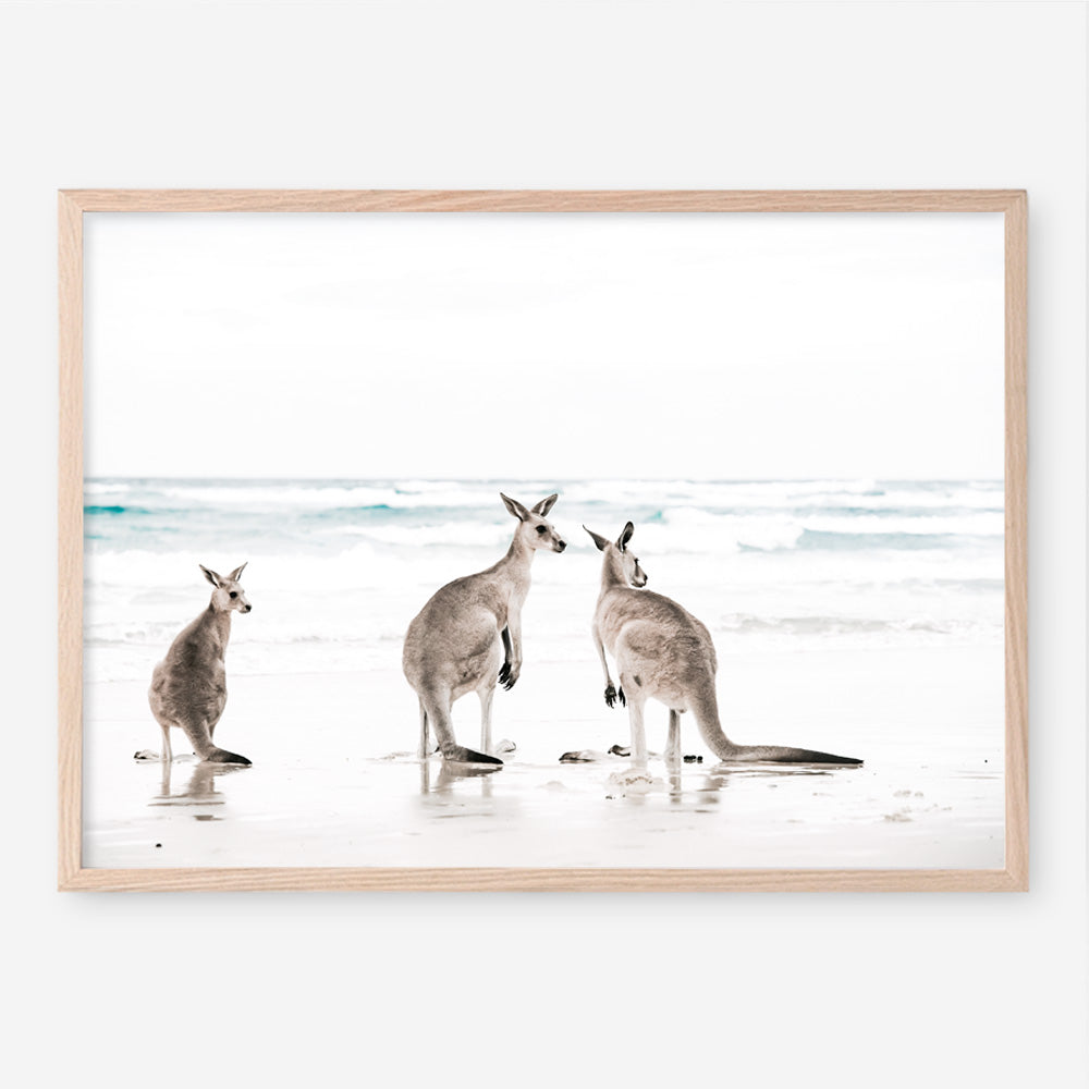 Shop Three Kangaroos Photo Art Print a coastal themed photography wall art print from The Print Emporium wall artwork collection - Buy Australian made fine art poster and framed prints for the home and your interior decor, TPE-907-AP