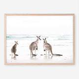 Shop Three Kangaroos Photo Art Print a coastal themed photography wall art print from The Print Emporium wall artwork collection - Buy Australian made fine art poster and framed prints for the home and your interior decor, TPE-907-AP