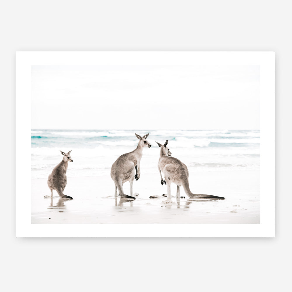Shop Three Kangaroos Photo Art Print a coastal themed photography wall art print from The Print Emporium wall artwork collection - Buy Australian made fine art poster and framed prints for the home and your interior decor, TPE-907-AP