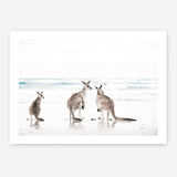 Shop Three Kangaroos Photo Art Print a coastal themed photography wall art print from The Print Emporium wall artwork collection - Buy Australian made fine art poster and framed prints for the home and your interior decor, TPE-907-AP