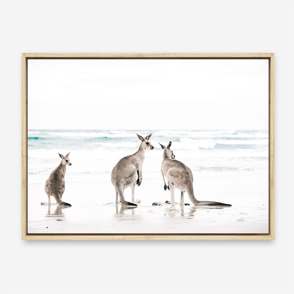 Shop Three Kangaroos Photo Canvas Print a coastal themed photography framed stretched canvas print from The Print Emporium wall artwork collection - Buy Australian made prints for the home and your interior decor space, TPE-907-CA-35X46-NF