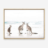 Shop Three Kangaroos Photo Canvas Print a coastal themed photography framed stretched canvas print from The Print Emporium wall artwork collection - Buy Australian made prints for the home and your interior decor space, TPE-907-CA-35X46-NF