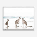 Shop Three Kangaroos Photo Canvas Print a coastal themed photography framed stretched canvas print from The Print Emporium wall artwork collection - Buy Australian made prints for the home and your interior decor space, TPE-907-CA-35X46-NF