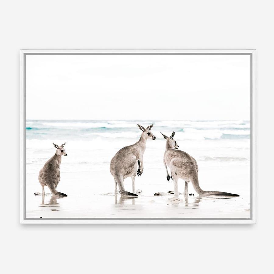Shop Three Kangaroos Photo Canvas Print a coastal themed photography framed stretched canvas print from The Print Emporium wall artwork collection - Buy Australian made prints for the home and your interior decor space, TPE-907-CA-35X46-NF