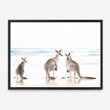 Shop Three Kangaroos Photo Canvas Print a coastal themed photography framed stretched canvas print from The Print Emporium wall artwork collection - Buy Australian made prints for the home and your interior decor space, TPE-907-CA-35X46-NF