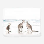 Shop Three Kangaroos Photo Canvas Print a coastal themed photography framed stretched canvas print from The Print Emporium wall artwork collection - Buy Australian made prints for the home and your interior decor space, TPE-907-CA-35X46-NF