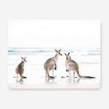Shop Three Kangaroos Photo Canvas Print a coastal themed photography framed stretched canvas print from The Print Emporium wall artwork collection - Buy Australian made prints for the home and your interior decor space, TPE-907-CA-35X46-NF