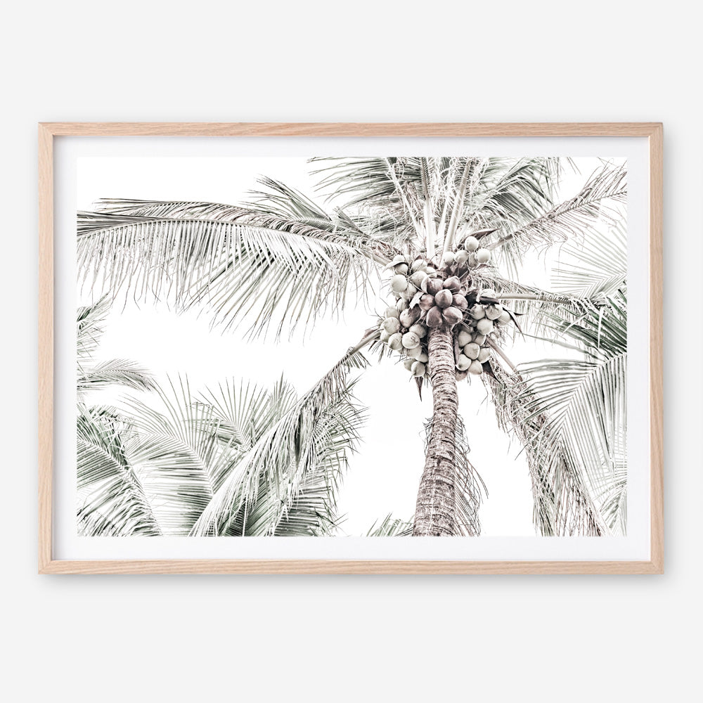 Shop Tropical Palms Photo Art Print a photography wall art print from The Print Emporium wall artwork collection - Buy Australian made fine art poster and framed prints for the home and your interior decor room, TPE-676-AP