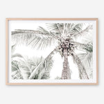 Shop Tropical Palms Photo Art Print a photography wall art print from The Print Emporium wall artwork collection - Buy Australian made fine art poster and framed prints for the home and your interior decor room, TPE-676-AP