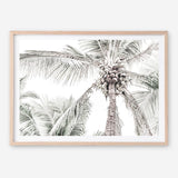 Shop Tropical Palms Photo Art Print a photography wall art print from The Print Emporium wall artwork collection - Buy Australian made fine art poster and framed prints for the home and your interior decor room, TPE-676-AP