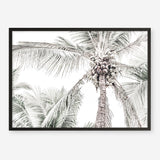 Shop Tropical Palms Photo Art Print a photography wall art print from The Print Emporium wall artwork collection - Buy Australian made fine art poster and framed prints for the home and your interior decor room, TPE-676-AP