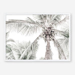 Shop Tropical Palms Photo Art Print a photography wall art print from The Print Emporium wall artwork collection - Buy Australian made fine art poster and framed prints for the home and your interior decor room, TPE-676-AP
