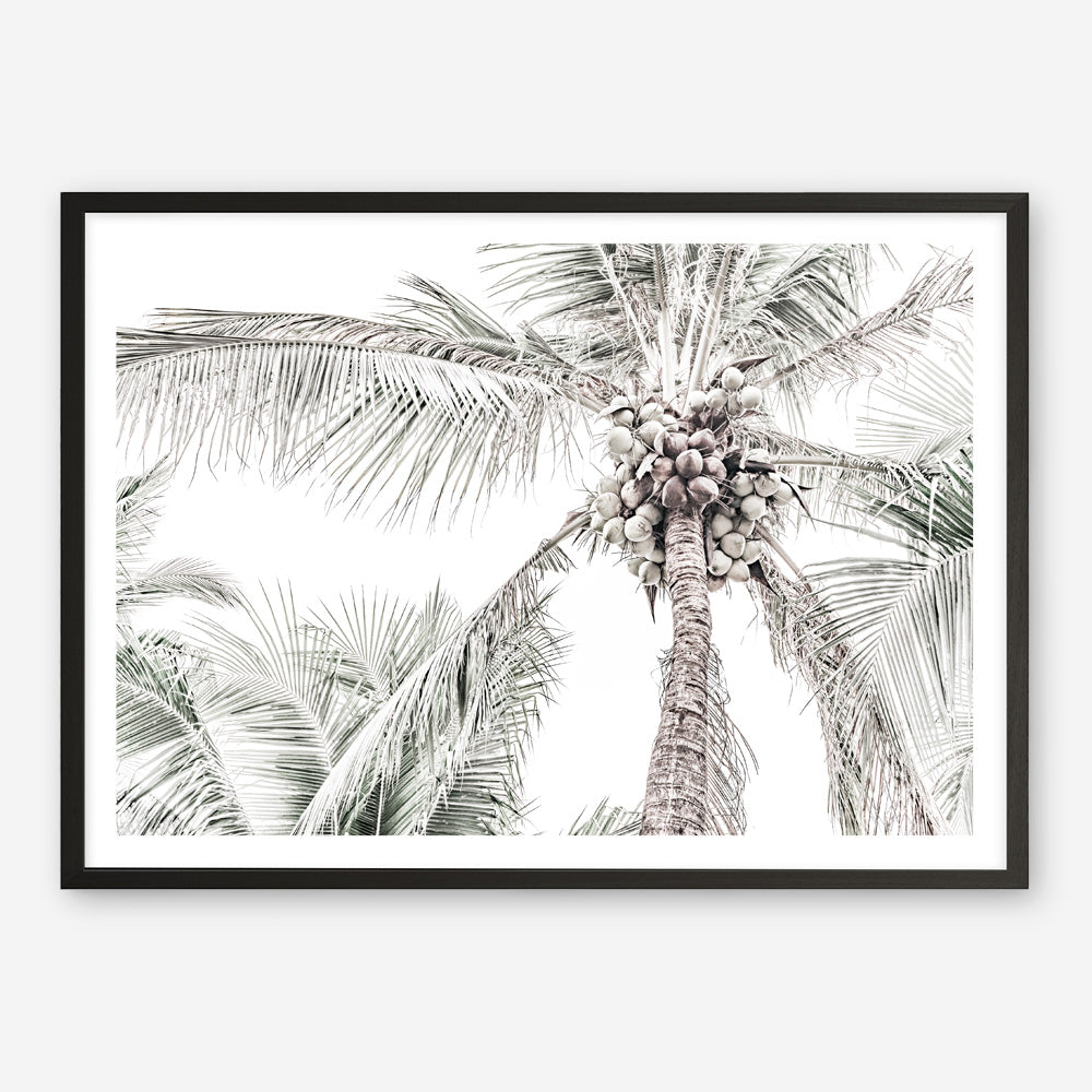 Shop Tropical Palms Photo Art Print a photography wall art print from The Print Emporium wall artwork collection - Buy Australian made fine art poster and framed prints for the home and your interior decor room, TPE-676-AP