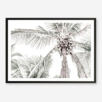 Shop Tropical Palms Photo Art Print a photography wall art print from The Print Emporium wall artwork collection - Buy Australian made fine art poster and framed prints for the home and your interior decor room, TPE-676-AP