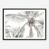 Shop Tropical Palms Photo Art Print a photography wall art print from The Print Emporium wall artwork collection - Buy Australian made fine art poster and framed prints for the home and your interior decor room, TPE-676-AP