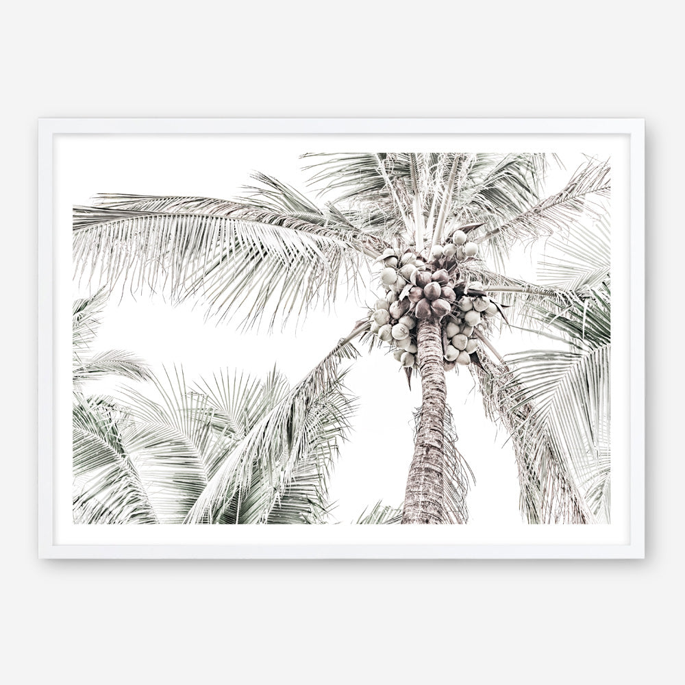 Shop Tropical Palms Photo Art Print a photography wall art print from The Print Emporium wall artwork collection - Buy Australian made fine art poster and framed prints for the home and your interior decor room, TPE-676-AP
