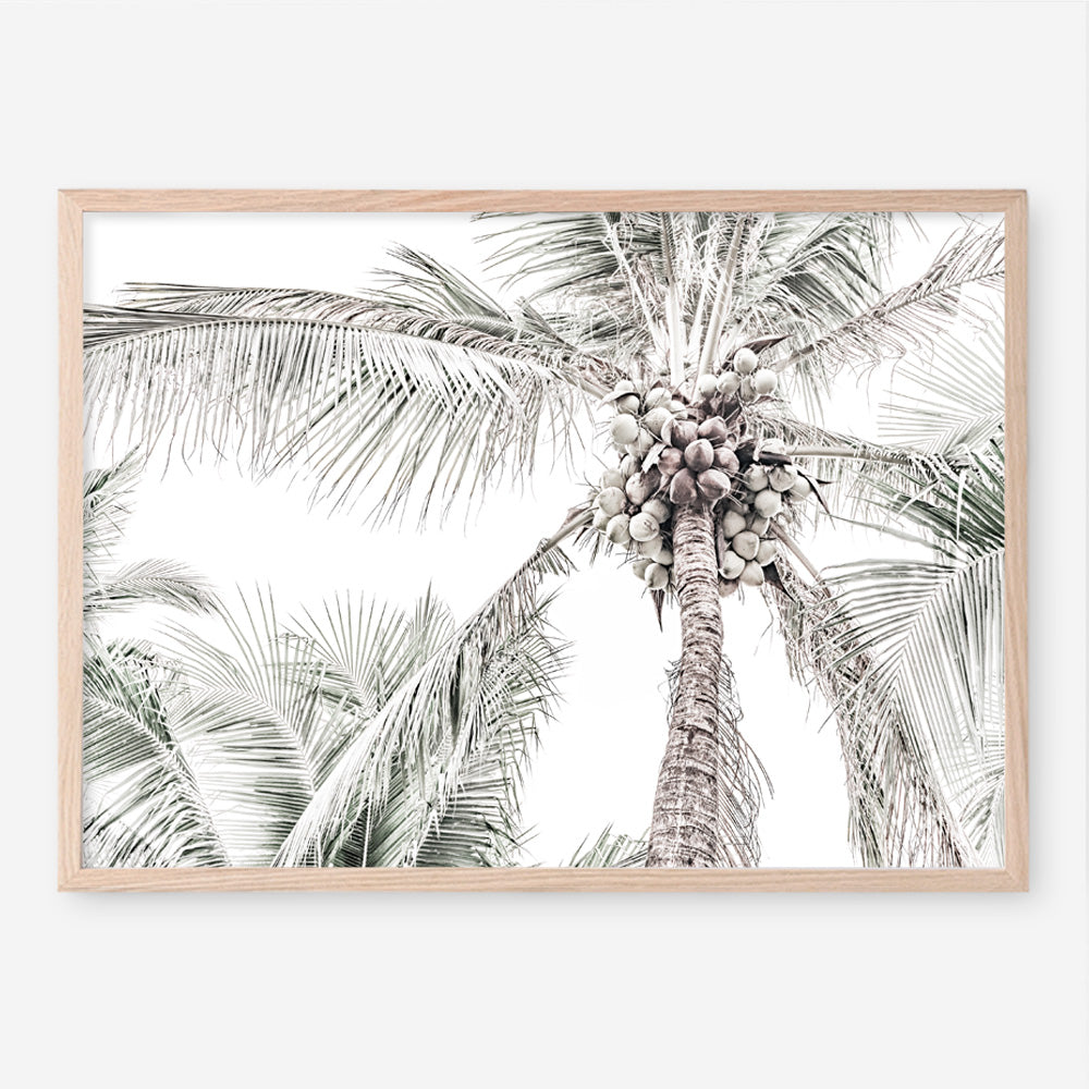 Shop Tropical Palms Photo Art Print a photography wall art print from The Print Emporium wall artwork collection - Buy Australian made fine art poster and framed prints for the home and your interior decor room, TPE-676-AP