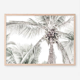 Shop Tropical Palms Photo Art Print a photography wall art print from The Print Emporium wall artwork collection - Buy Australian made fine art poster and framed prints for the home and your interior decor room, TPE-676-AP