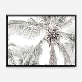 Shop Tropical Palms Photo Canvas Print a photography framed stretched canvas print from The Print Emporium wall artwork collection - Buy Australian made prints for the home and your interior decor space, TPE-676-CA-35X46-NF