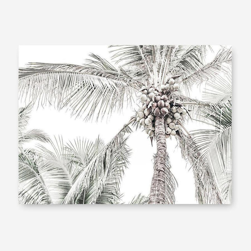 Shop Tropical Palms Photo Canvas Print a photography framed stretched canvas print from The Print Emporium wall artwork collection - Buy Australian made prints for the home and your interior decor space, TPE-676-CA-35X46-NF