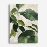 Shop Tropical Study II Crop Canvas Print a painted style framed canvas wall art print from The Print Emporium artwork collection - Buy Australian made fine art painting style stretched canvas prints for the home and your interior decor space, TPE-WA-70135-CA-35X46-NF