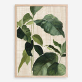 Shop Tropical Study II Linen Art Print a painted style wall art print from The Print Emporium wall artwork collection - Buy Australian made fine art painting style poster and framed prints for the home and your interior decor room, TPE-WA-74487-AP