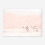 Shop Two Camels Photo Art Print a Moroccan desert boho themed photography wall art print from The Print Emporium wall artwork collection - Buy Australian made fine art poster and framed prints for the home and your interior decor room, TPE-832-AP