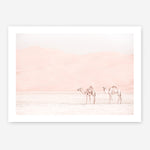 Shop Two Camels Photo Art Print a Moroccan desert boho themed photography wall art print from The Print Emporium wall artwork collection - Buy Australian made fine art poster and framed prints for the home and your interior decor room, TPE-832-AP