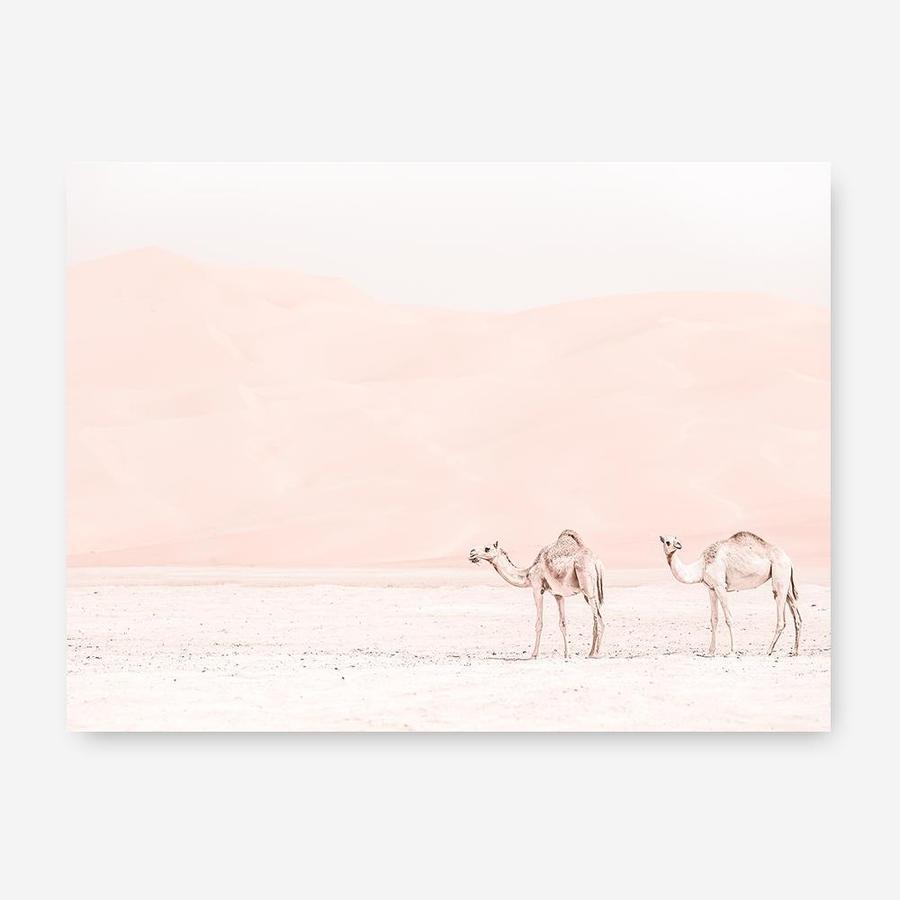 Shop Two Camels Photo Canvas Print a Moroccan desert boho themed photography framed stretched canvas print from The Print Emporium wall artwork collection - Buy Australian made prints for the home and your interior decor space, TPE-832-CA-35X46-NF