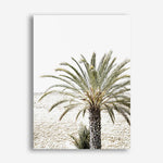 Shop Vacation Palm Photo Canvas Print a coastal themed photography framed stretched canvas print from The Print Emporium wall artwork collection - Buy Australian made prints for the home and your interior decor space, TPE-1089-CA-35X46-NF