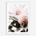 Shop Waratah Flowers II Photo Art Print a floral themed photography wall art print from The Print Emporium wall artwork collection - Buy Australian made fine art poster and framed prints for the home and your interior decor room, TPE-610-AP