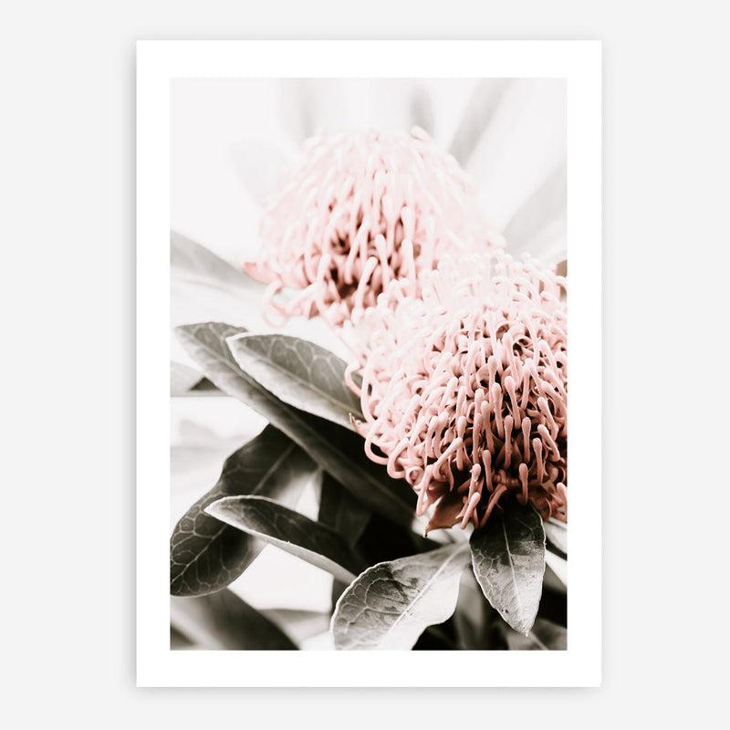 Shop Waratah Flowers II Photo Art Print a floral themed photography wall art print from The Print Emporium wall artwork collection - Buy Australian made fine art poster and framed prints for the home and your interior decor room, TPE-610-AP
