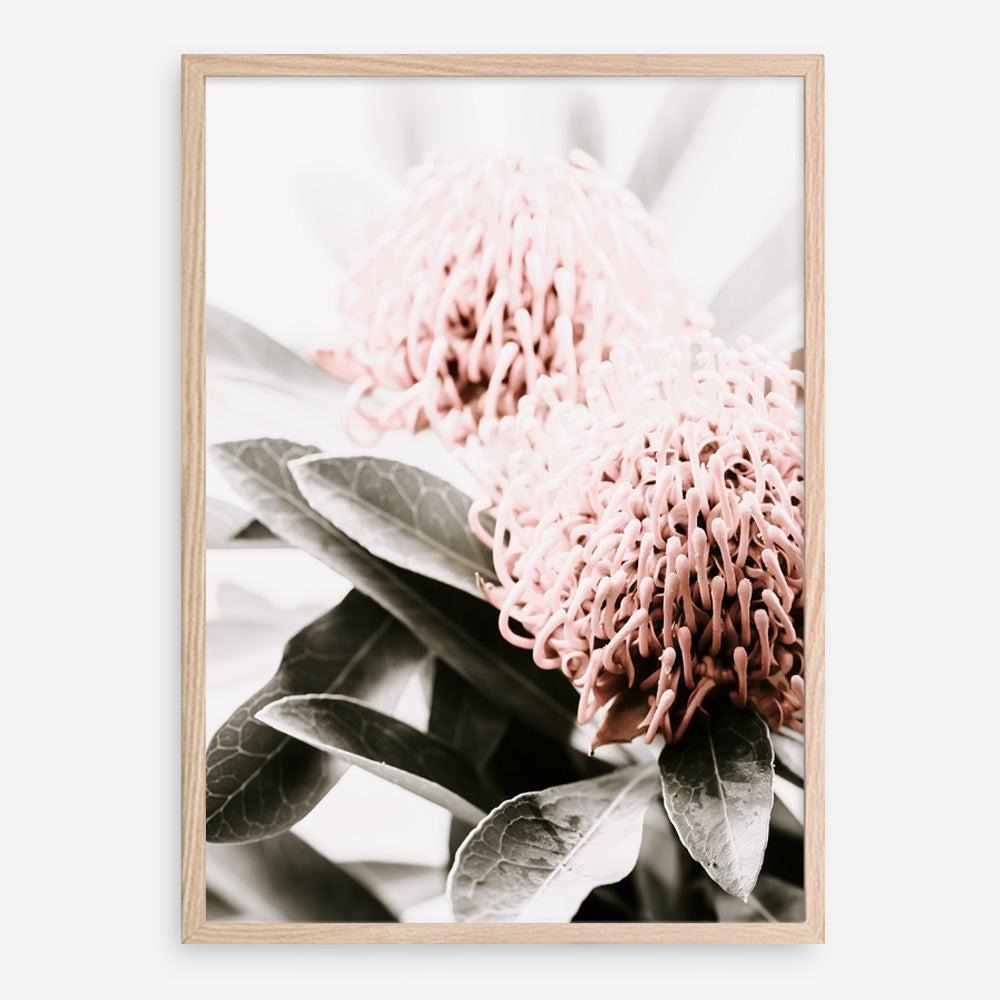 Shop Waratah Flowers II Photo Art Print a floral themed photography wall art print from The Print Emporium wall artwork collection - Buy Australian made fine art poster and framed prints for the home and your interior decor room, TPE-610-AP