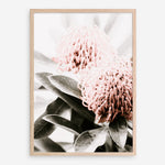 Shop Waratah Flowers II Photo Art Print a floral themed photography wall art print from The Print Emporium wall artwork collection - Buy Australian made fine art poster and framed prints for the home and your interior decor room, TPE-610-AP