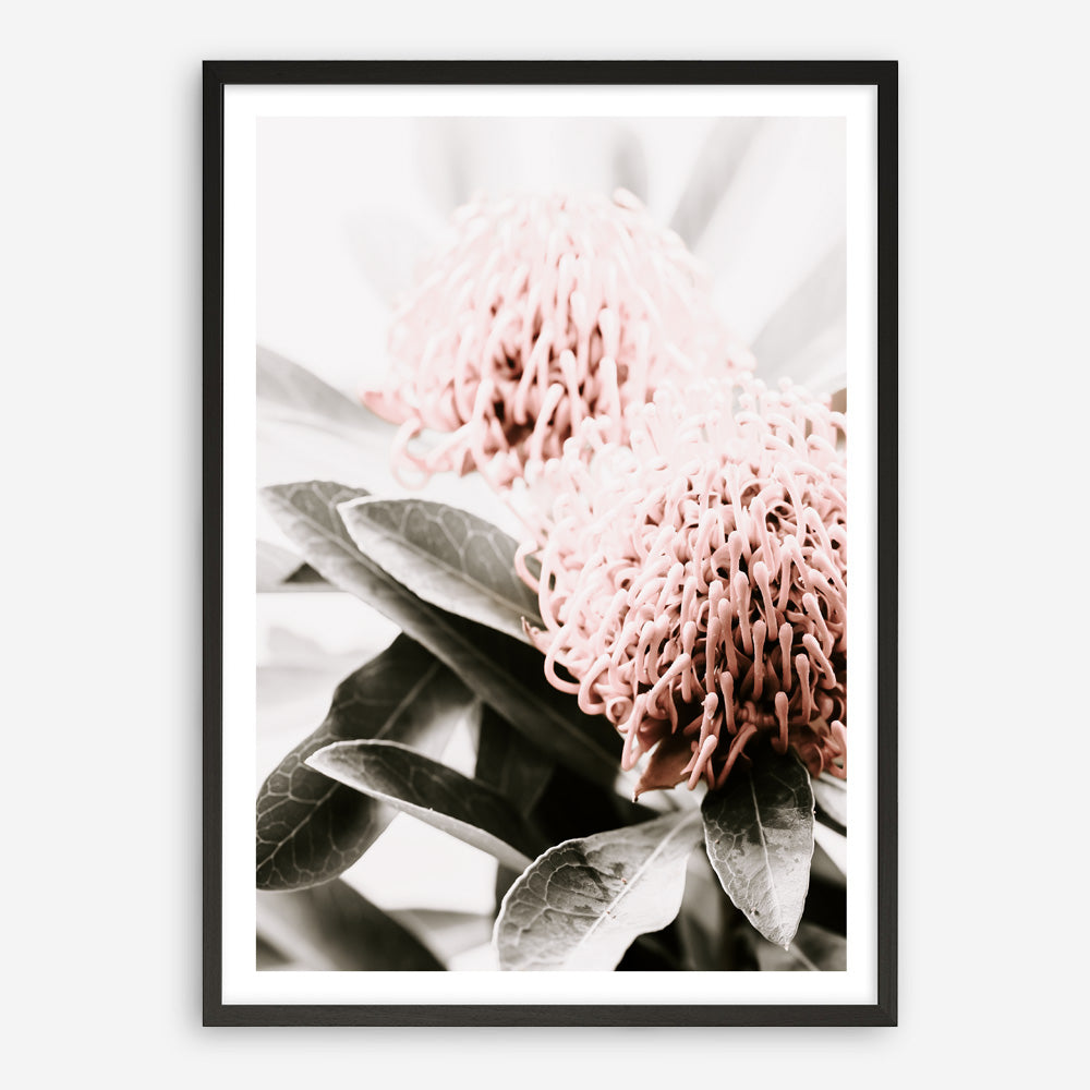 Shop Waratah Flowers II Photo Art Print a floral themed photography wall art print from The Print Emporium wall artwork collection - Buy Australian made fine art poster and framed prints for the home and your interior decor room, TPE-610-AP