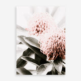 Shop Waratah Flowers II Photo Art Print a floral themed photography wall art print from The Print Emporium wall artwork collection - Buy Australian made fine art poster and framed prints for the home and your interior decor room, TPE-610-AP