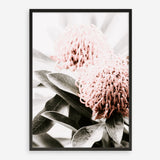 Shop Waratah Flowers II Photo Art Print a floral themed photography wall art print from The Print Emporium wall artwork collection - Buy Australian made fine art poster and framed prints for the home and your interior decor room, TPE-610-AP