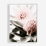 Shop Waratah Flowers II Photo Canvas Print a floral themed photography framed stretched canvas print from The Print Emporium wall artwork collection - Buy Australian made prints for the home and your interior decor space, TPE-610-CA-35X46-NF