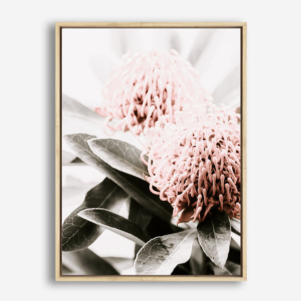Shop Waratah Flowers II Photo Canvas Print a floral themed photography framed stretched canvas print from The Print Emporium wall artwork collection - Buy Australian made prints for the home and your interior decor space, TPE-610-CA-35X46-NF